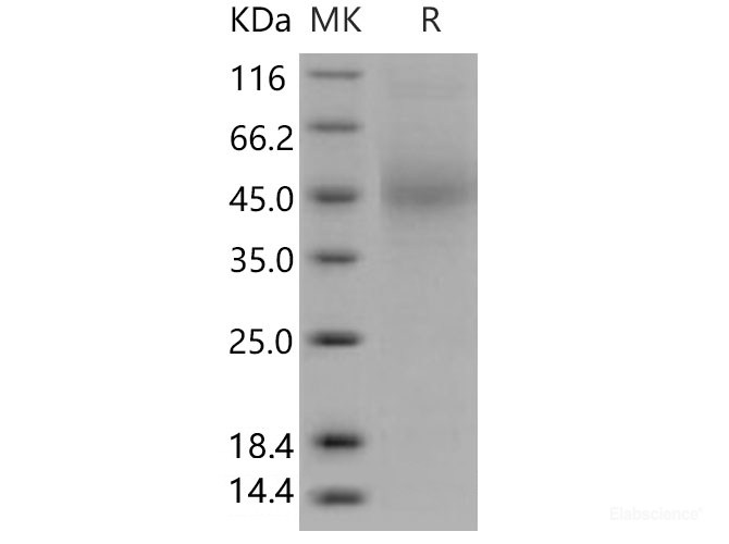 Recombinant Mouse  CD48 Protein (His Tag)-Elabscience