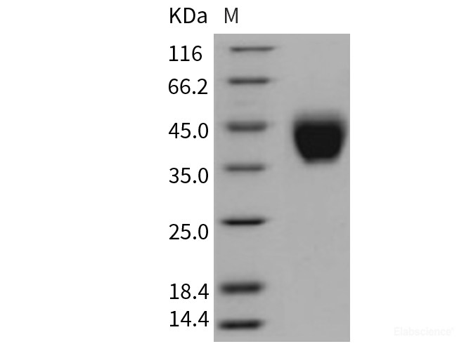Recombinant Mouse Coagulation Factor III / Tissue Factor / CD142 Protein (His tag)-Elabscience