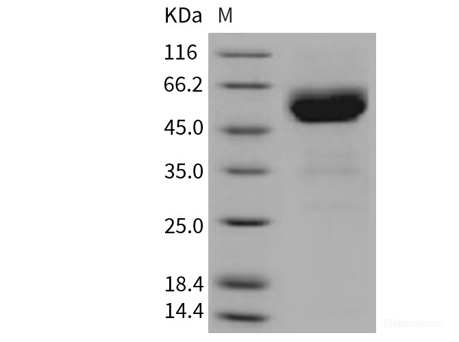 Recombinant Mouse TRAIL R2 / CD262 / TNFRSF10B Protein (His & Fc tag)-Elabscience