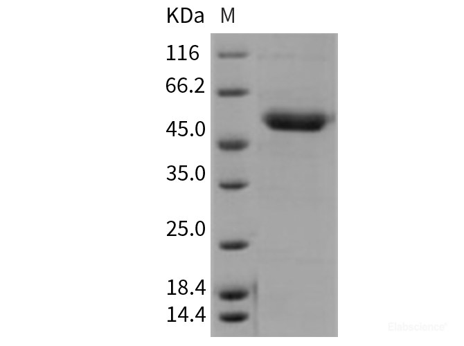 Recombinant Mouse CD39 / ENTPD1 Protein (His tag)-Elabscience