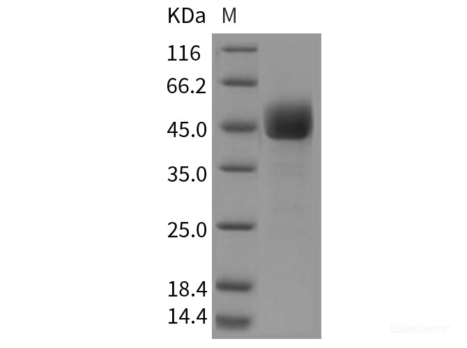 Recombinant Mouse CD3d / CD3 delta Protein (Fc tag)-Elabscience