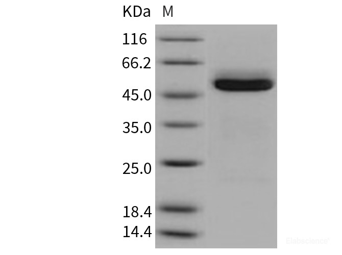 Recombinant Mouse Cathepsin A / CTSA Protein (His tag)-Elabscience