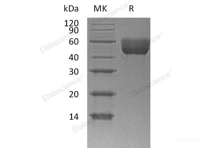Recombinant Mouse  CD147 Protein (His Tag)-Elabscience