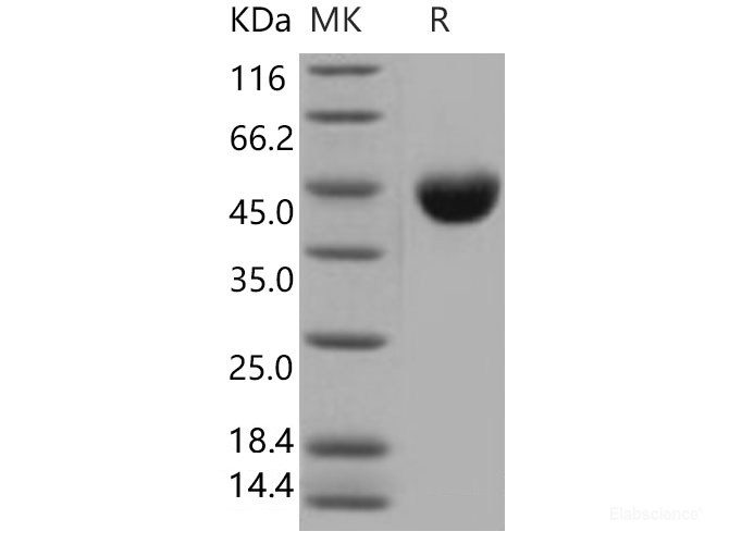Recombinant Mouse  Nectin-2 Protein (His Tag)-Elabscience