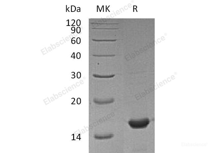 Recombinant Mouse  Cyclophilin A Protein (His Tag)-Elabscience