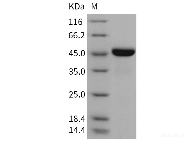 Recombinant Mouse LRPAP1 / RAP Protein (His tag)-Elabscience