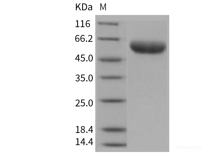 Recombinant Mouse IL6RA / CD126 Protein (His tag)-Elabscience