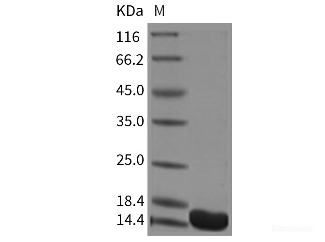 Recombinant Mouse FKBP12 / FKBP1A Protein (His tag)-Elabscience