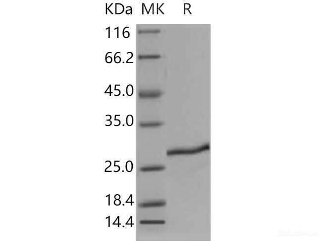 Recombinant Mouse SDF2 / SDF-2 Protein (His tag)-Elabscience