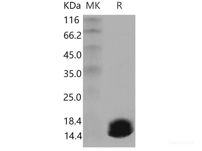 Recombinant Mouse S100A6 Protein-Elabscience