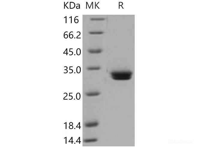 Recombinant Mouse MCPT1 Protein (His tag)-Elabscience