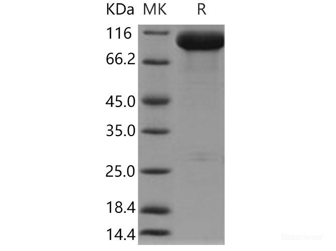 Recombinant Mouse PSMA / FOLH1 Protein (His tag)-Elabscience
