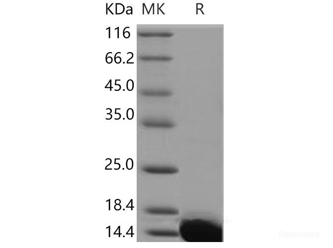 Recombinant Mouse S100A13 Protein (His tag)-Elabscience