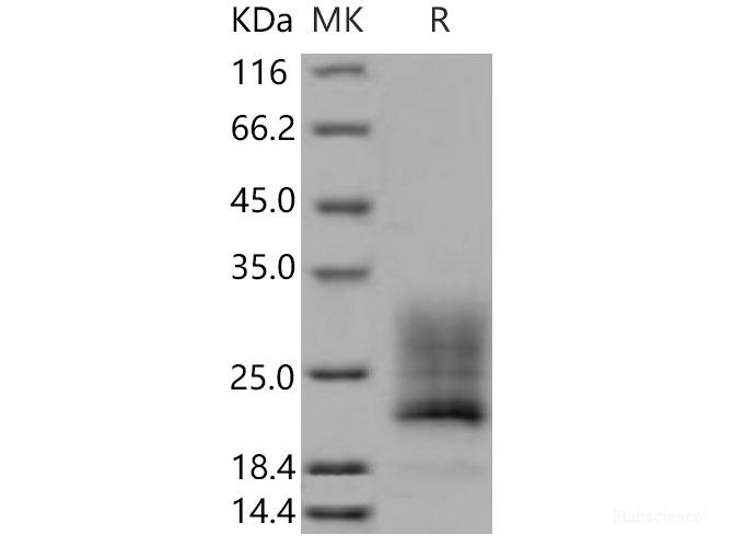 Recombinant Mouse REG4 / GISP / RELP Protein (His tag)-Elabscience