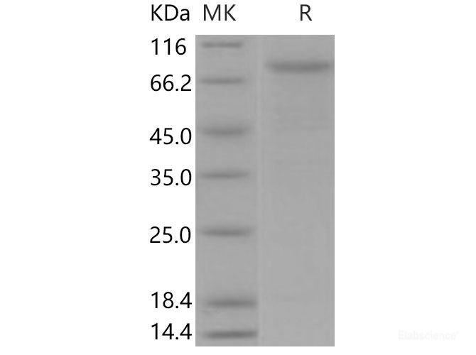 Recombinant Mouse VE-Cadherin / CD144 / CDH5 Protein (His tag)-Elabscience