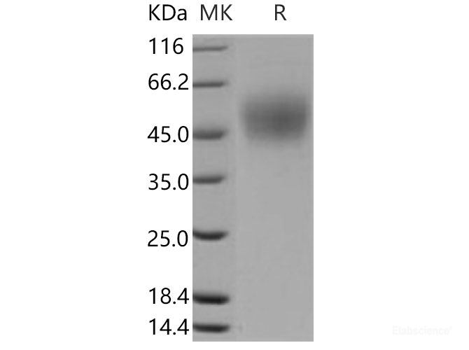 Recombinant Mouse ICOS Ligand / B7-H2 / ICOSLG Protein (His tag)-Elabscience