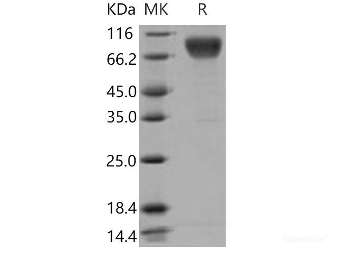 Recombinant Mouse ICOS Ligand / B7-H2 / ICOSLG Protein (His & Fc tag)-Elabscience