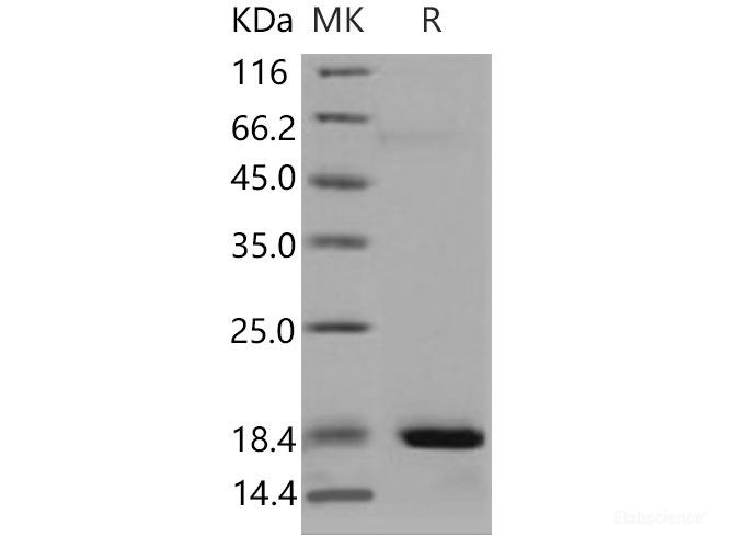 Recombinant Mouse REG3A Protein (His tag)-Elabscience