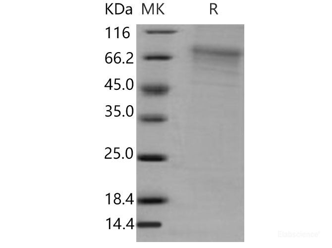 Recombinant Mouse GFRA2 / GFRα2 / GDNFRB Protein (His tag)-Elabscience