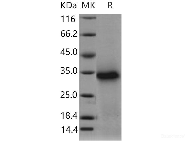 Recombinant Mouse TWSG1 Protein (His tag)-Elabscience