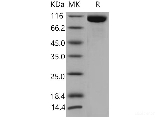 Recombinant Mouse TLR3 / CD283 Protein (His tag)-Elabscience
