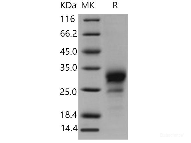 Recombinant Mouse TNFRSF19 / TROY Protein (His tag)-Elabscience