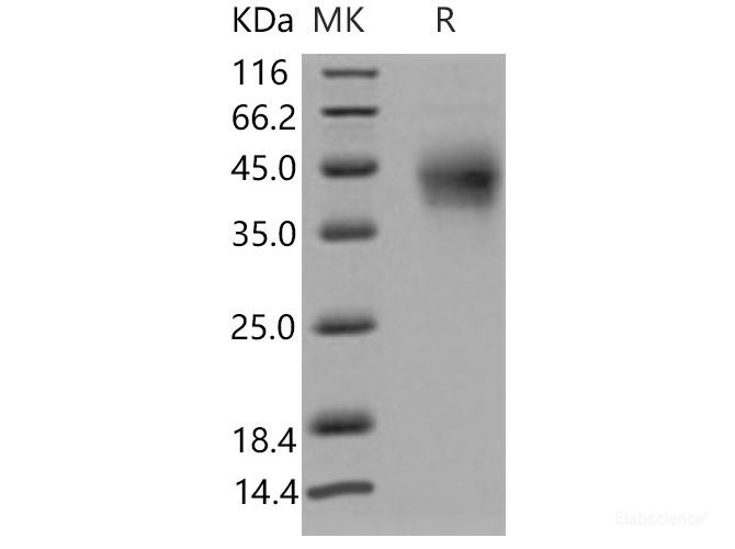 Recombinant Mouse PD1 / PDCD1 Protein (His tag)-Elabscience