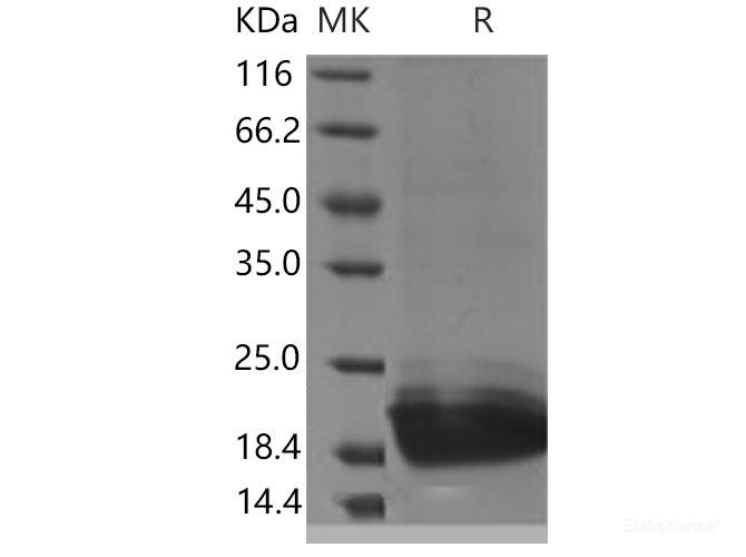 Recombinant Mouse PGLYRP1 / PGRP-S Protein (His tag)-Elabscience