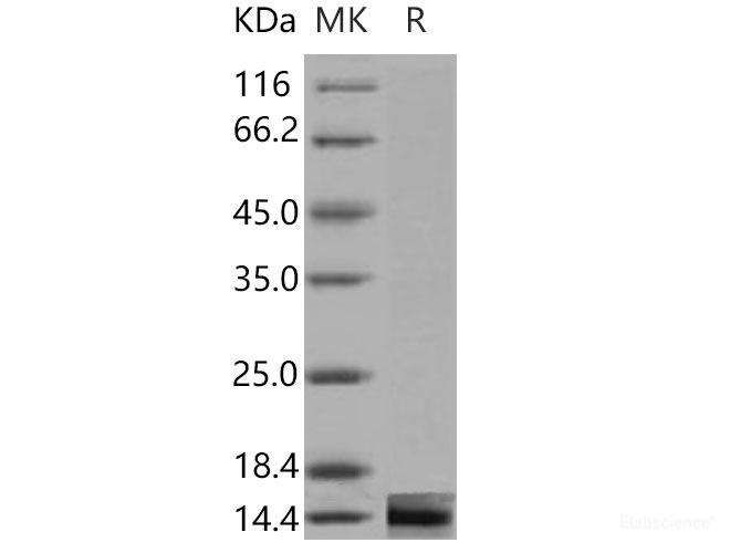 Recombinant Mouse Galectin-1 / LGALS1 Protein-Elabscience