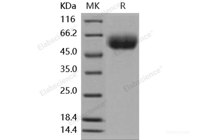 Recombinant Mouse IL13RA1 Protein (His tag)-Elabscience