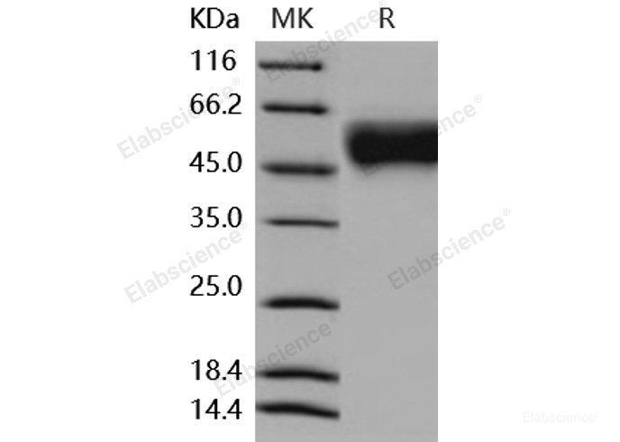 Recombinant Mouse IL2RG / CD132 Protein (His tag)-Elabscience