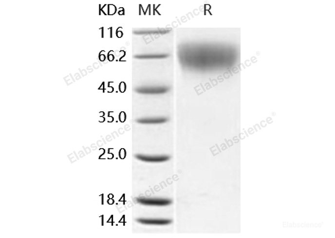 Recombinant Mouse CD62L / L-Selectin / SELL Protein (His tag)-Elabscience