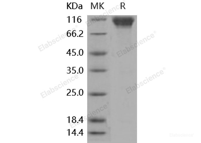 Recombinant Mouse CD62L / L-Selectin / SELL Protein (His & Fc tag)-Elabscience