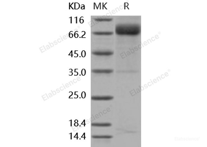 Recombinant Mouse Growth Hormone Receptor / GHR / GHBP Protein (His & Fc tag)-Elabscience