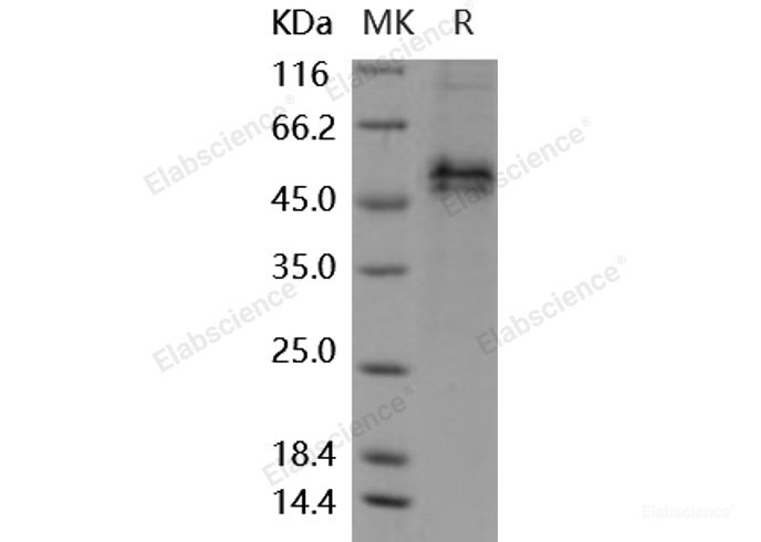 Recombinant Mouse Follistatin / FST Protein (His tag)-Elabscience