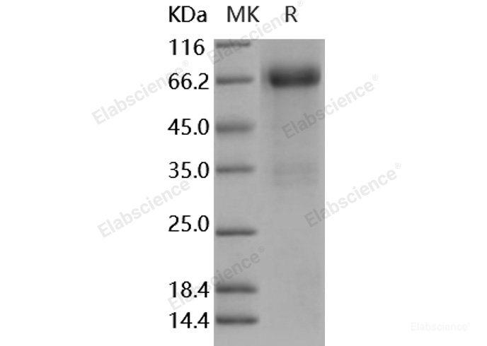 Recombinant Mouse Follistatin / FST (FS288) Protein (Fc tag)-Elabscience