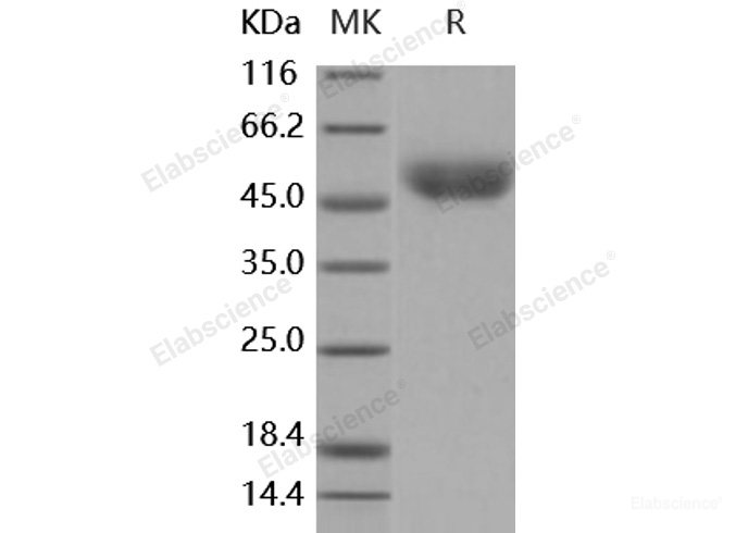 Recombinant Mouse CD14 Protein (His tag)-Elabscience