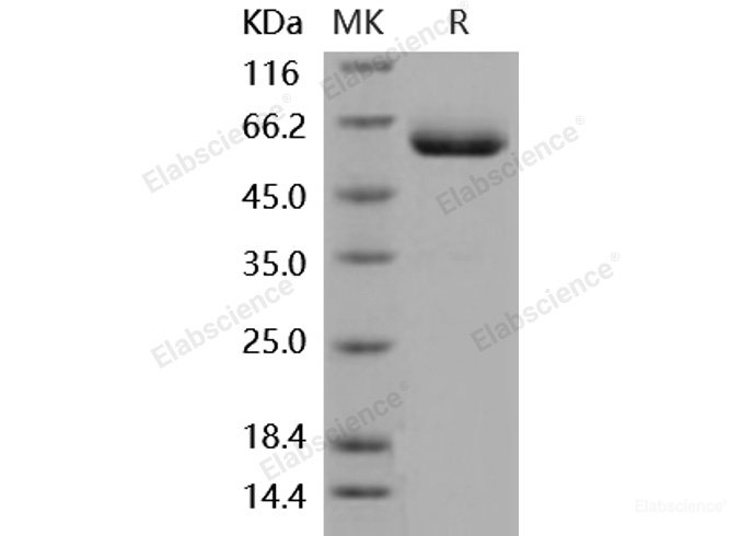 Recombinant Mouse CXADR Protein (His & Fc tag)-Elabscience