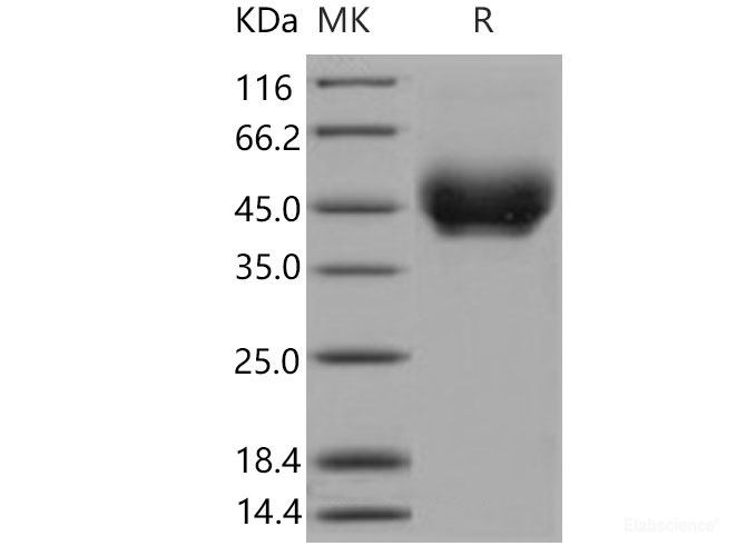 Recombinant Mouse  PD-L1 Protein (His Tag)-Elabscience