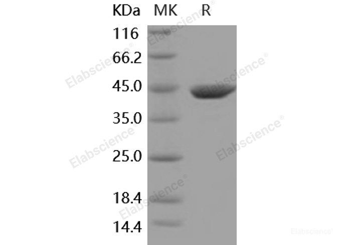 Recombinant Mouse ACY1 / Aminoacylase-1 Protein (His tag)-Elabscience