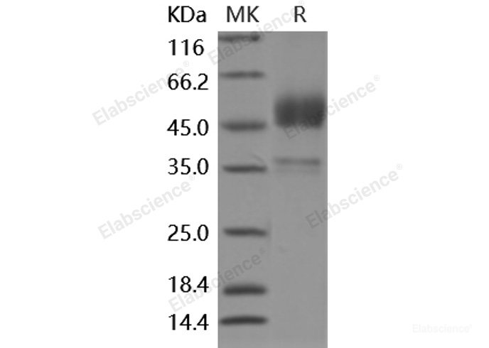 Mouse ALK-6 / BMPR1B Protein (Fc Tag)-Elabscience
