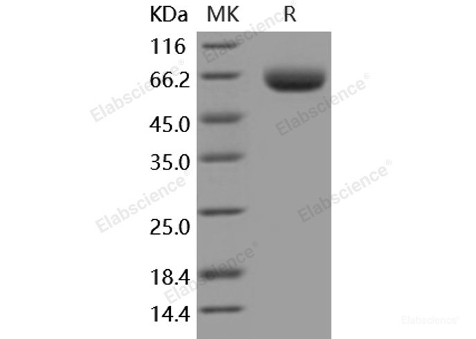 Recombinant Mouse BACE-1 Protein (His tag)-Elabscience