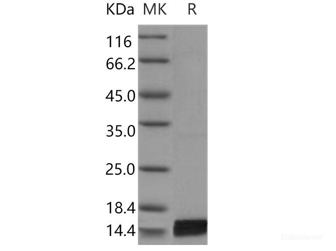 Recombinant Mouse IL17 Protein-Elabscience