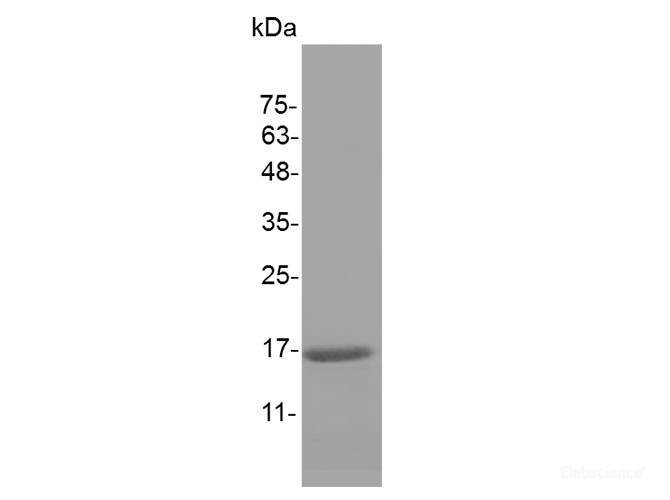 Recombinant Mouse IL-1 beta / IL1B Protein-Elabscience