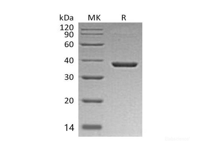 Recombinant Mouse B7-H3/CD276Protein(C-6His) -Elabscience