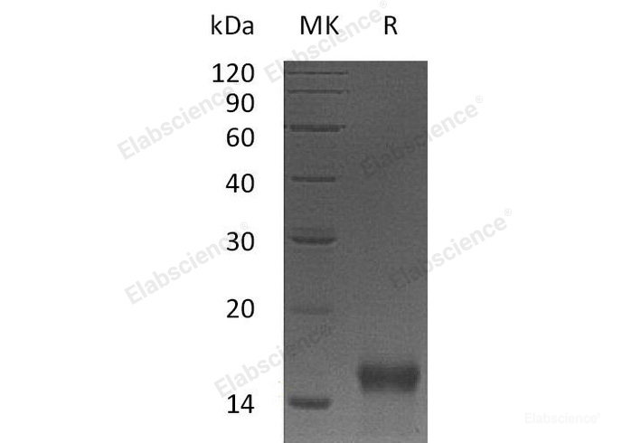 Recombinant Mouse Betacellulin/BTC Protein(N-6His)-Elabscience