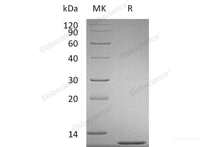 Recombinant Mouse C-C motif chemokine 2/CCL2 Protein-Elabscience
