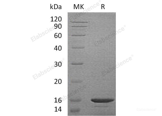 Recombinant Mouse C-C Motif Chemokine 21a/CCL21a//6CkineProtein-Elabscience