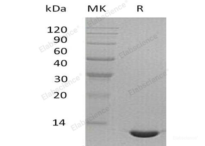 Recombinant Mouse C-C Motif Chemokine 24/CCL24/Eotaxin-2Protein-Elabscience