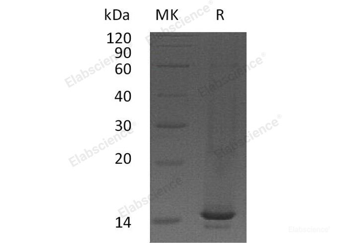 Recombinant Mouse C-C Motif Chemokine 9/CCL9//MIP-1-γProtein-Elabscience